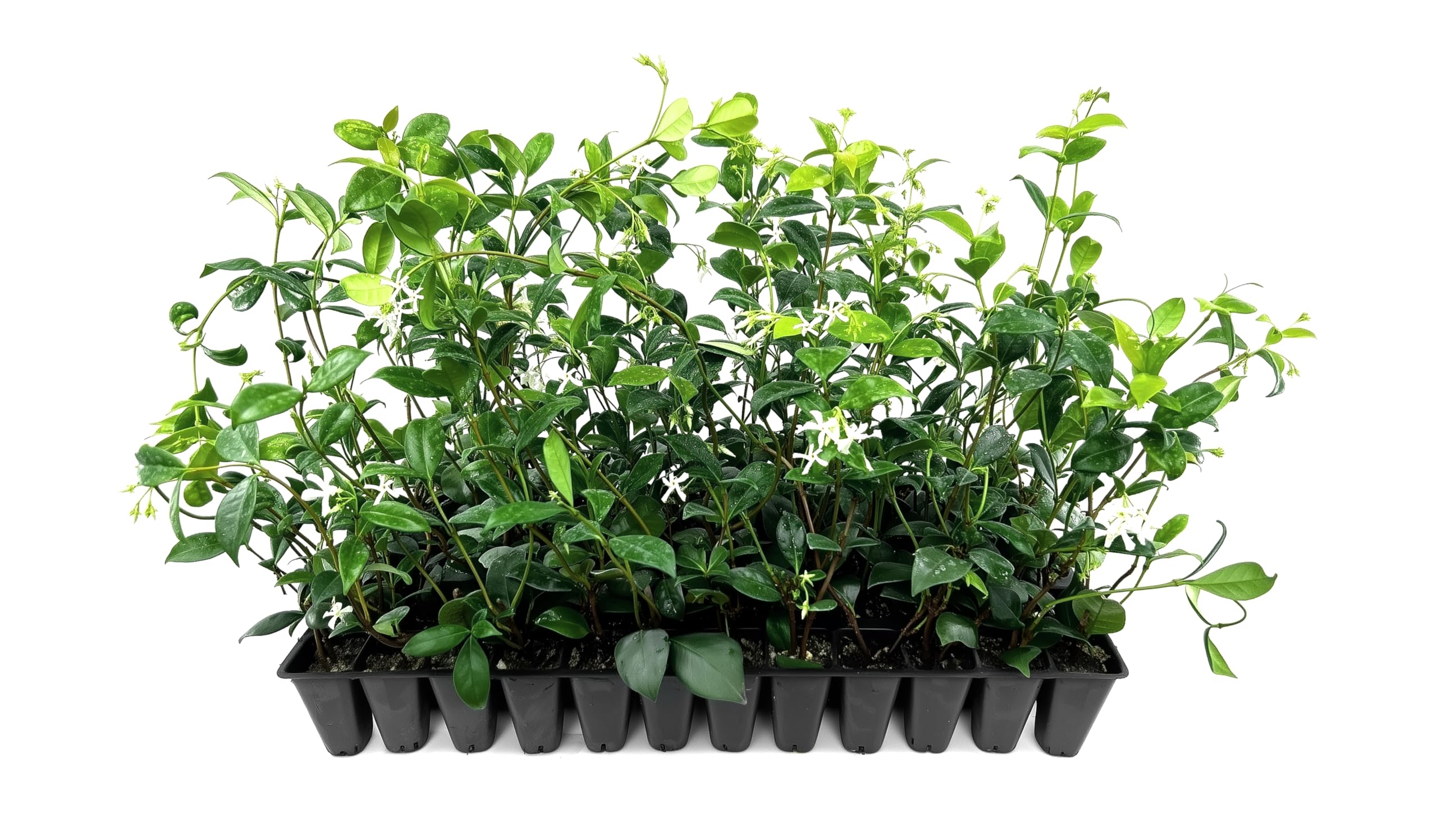 Amazon.com : Star Confederate Jasmine | 3 Live Plants